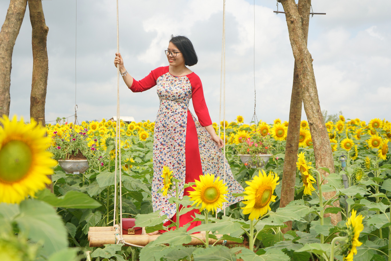 Hoa hướng dương nở rộ thu h&uacute;t du kh&aacute;ch đến vườn hoa &Ograve;m Đi  - Ảnh: NT