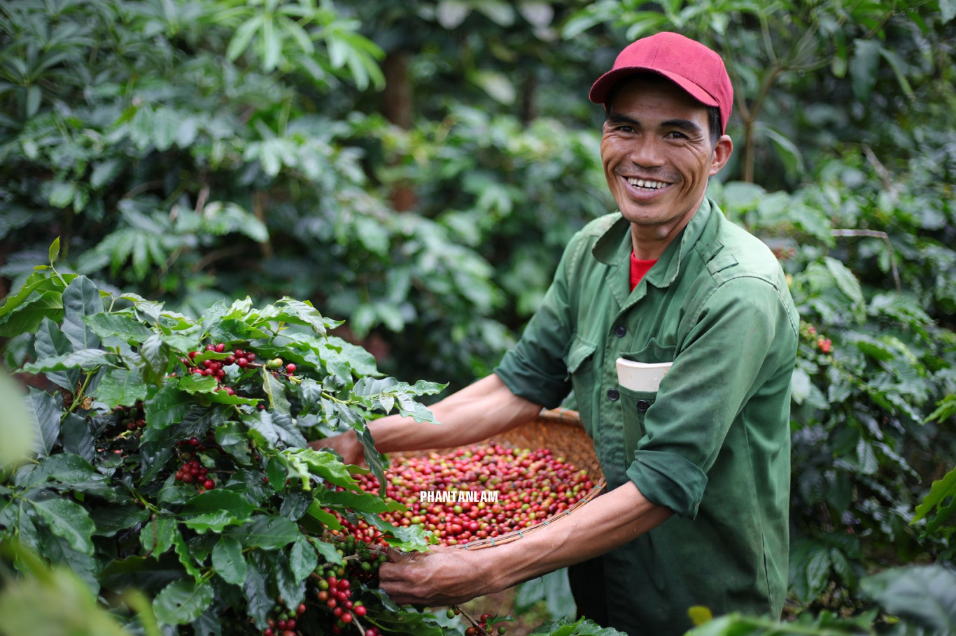 Thu hoạch c&agrave; ph&ecirc; Khe Sanh - Ảnh: Phan T&acirc;n L&acirc;m