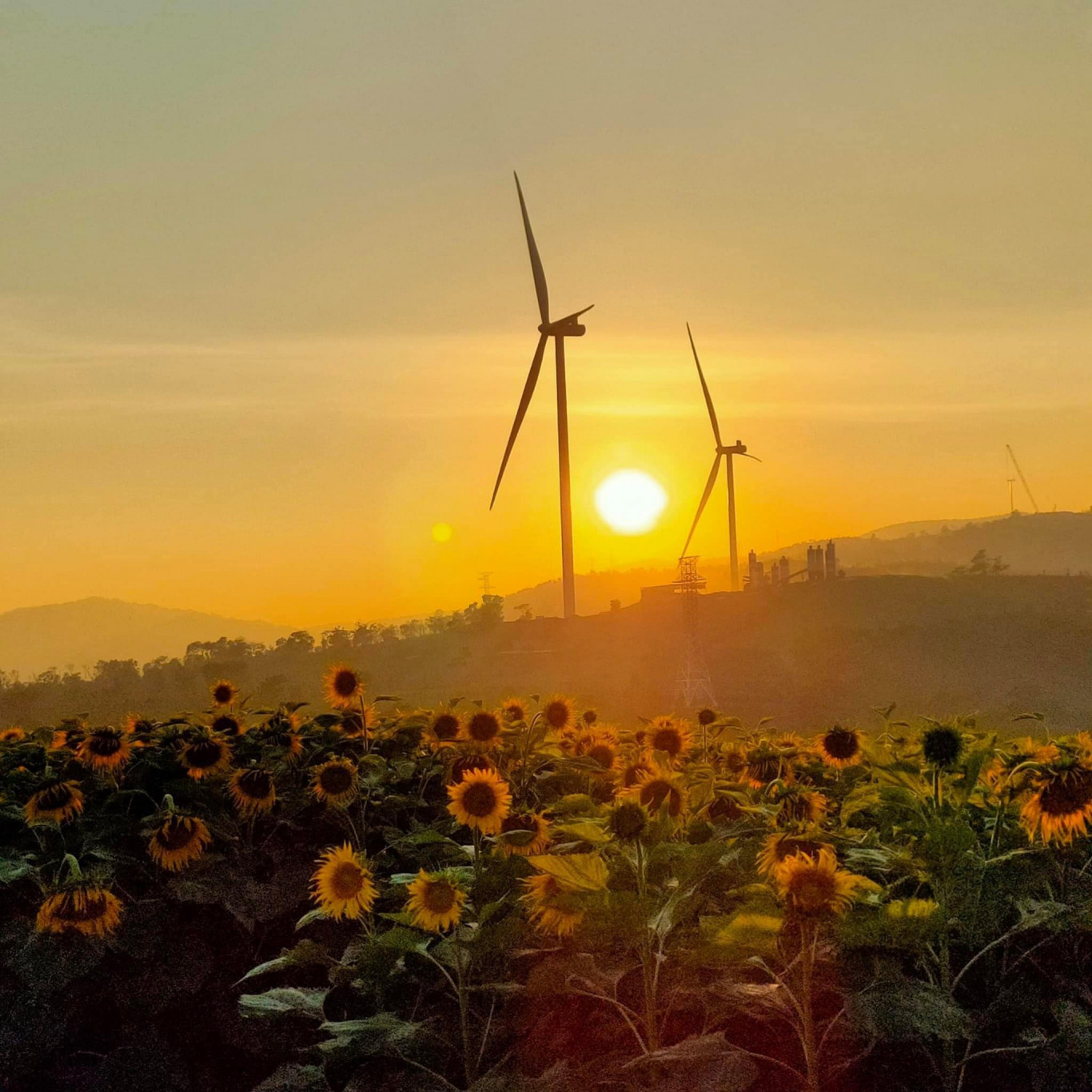 Vườn hoa Ch&acirc;n Trời ở Khe Sanh - Ảnh: Trần Minh Hiếu