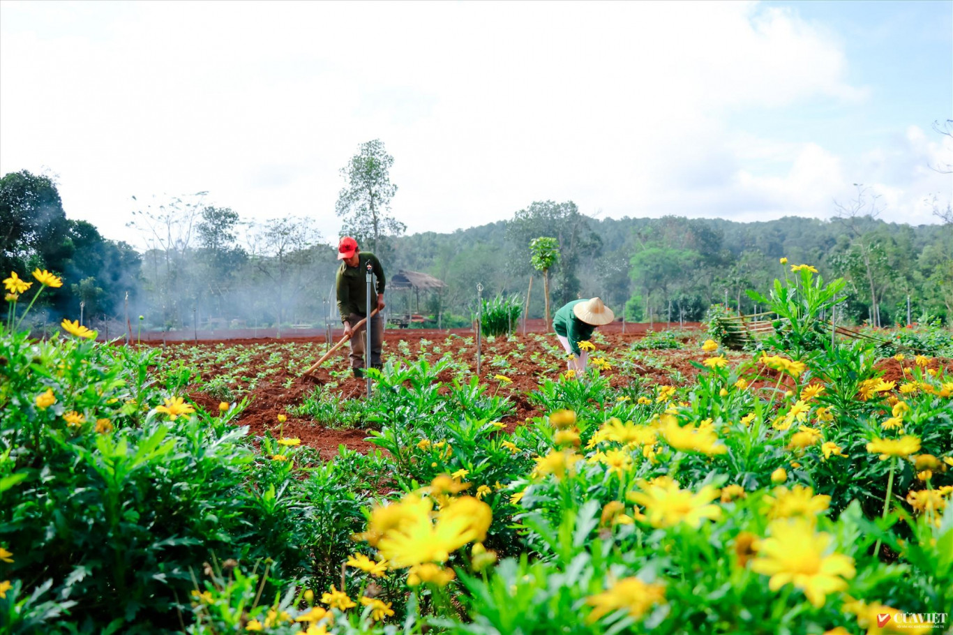 Sau mưa lũ, vườn hoa &ldquo;Miền Vi&ecirc;n Thảo&rdquo; ở Hướng H&oacute;a  khởi động vụ hoa mới, hứa hẹn một điểm du lịch hấp dẫn khi xu&acirc;n đến tết về - Ảnh: Thi&ecirc;n Sơn