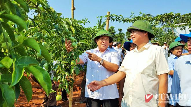 L&atilde;nh đạo tỉnh thăm vườn chanh leo ở Hướng H&oacute;a - Ảnh: Hưng Thơ