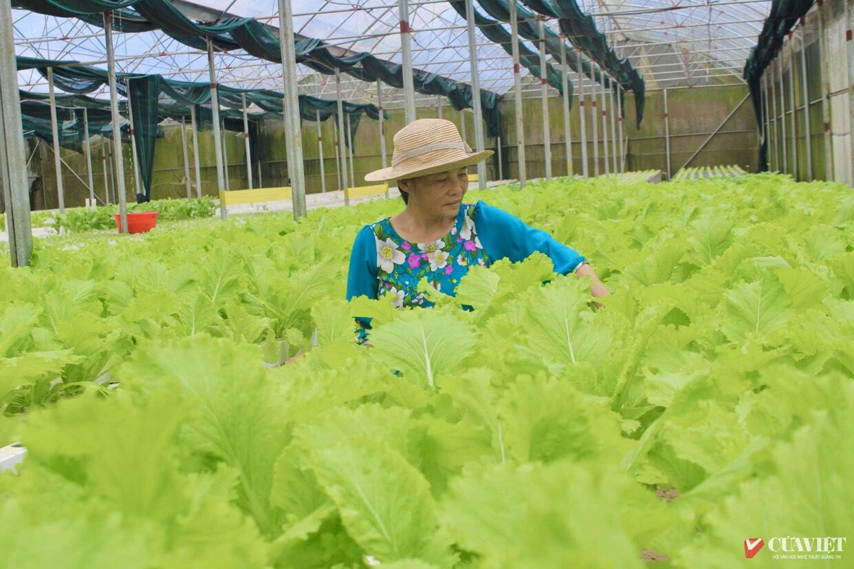 Nh&agrave; m&agrave;ng trồng rau thủy canh ở HTX Th&agrave;nh C&ocirc;ng (x&atilde; Trung Nam, huyện Vĩnh Linh) - Ảnh: C.N