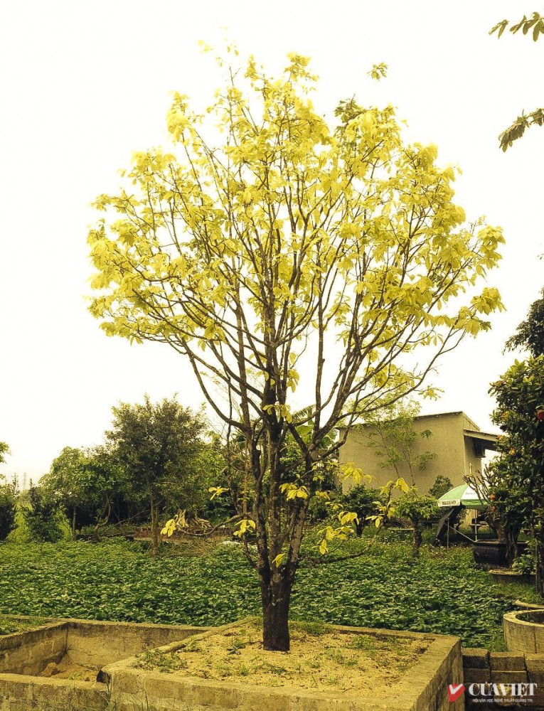 Một c&acirc;y mai c&agrave;nh v&agrave;ng l&aacute; ngọc tại Quảng Trị - Ảnh: TA