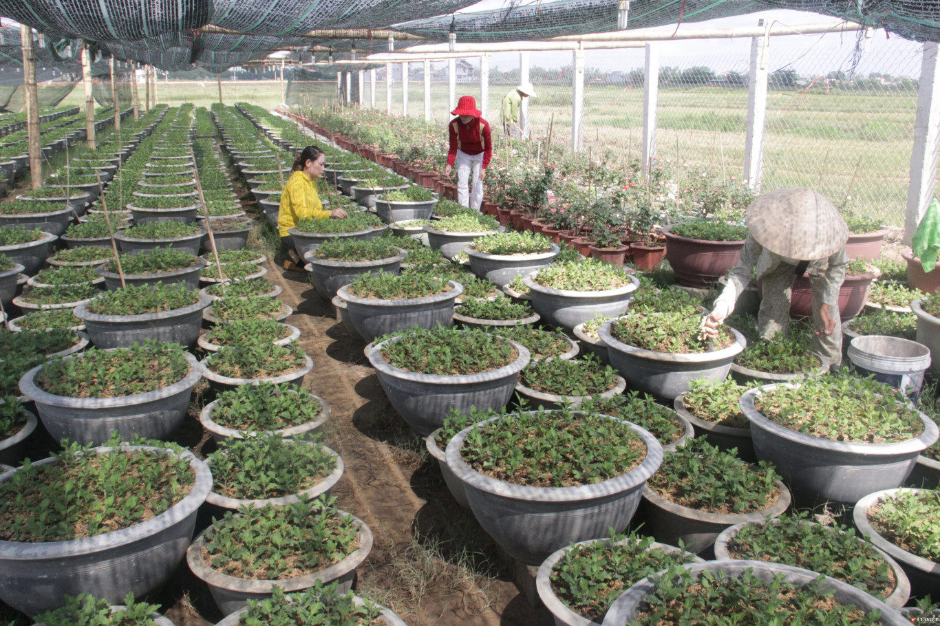 Chăm s&oacute;c vườn hoa sẵn s&agrave;ng cung ứng cho thị trường tết - Ảnh: Thanh Long