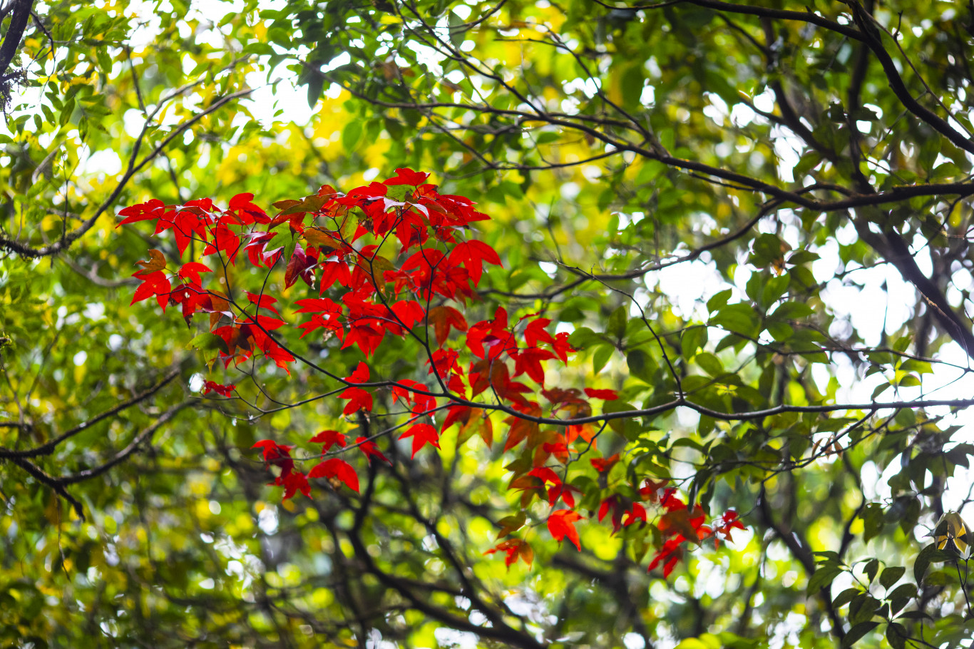 C&acirc;y phong nhỏ, l&aacute; đỏ thẫm - Ảnh Phan T&acirc;n L&acirc;m