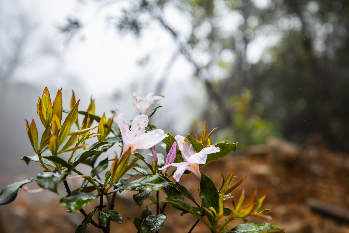 Hoa đỗ quy&ecirc;n b&ecirc;n con suối Pa Thi&ecirc;n - Ảnh Phan T&acirc;n L&acirc;m