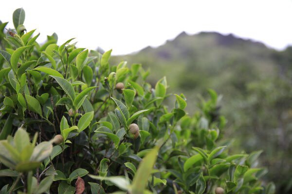 C&acirc;y ch&egrave; xanh mọc hoang tr&ecirc;n đỉnh Pa Thi&ecirc;n - Ảnh: Phan T&acirc;n L&acirc;m