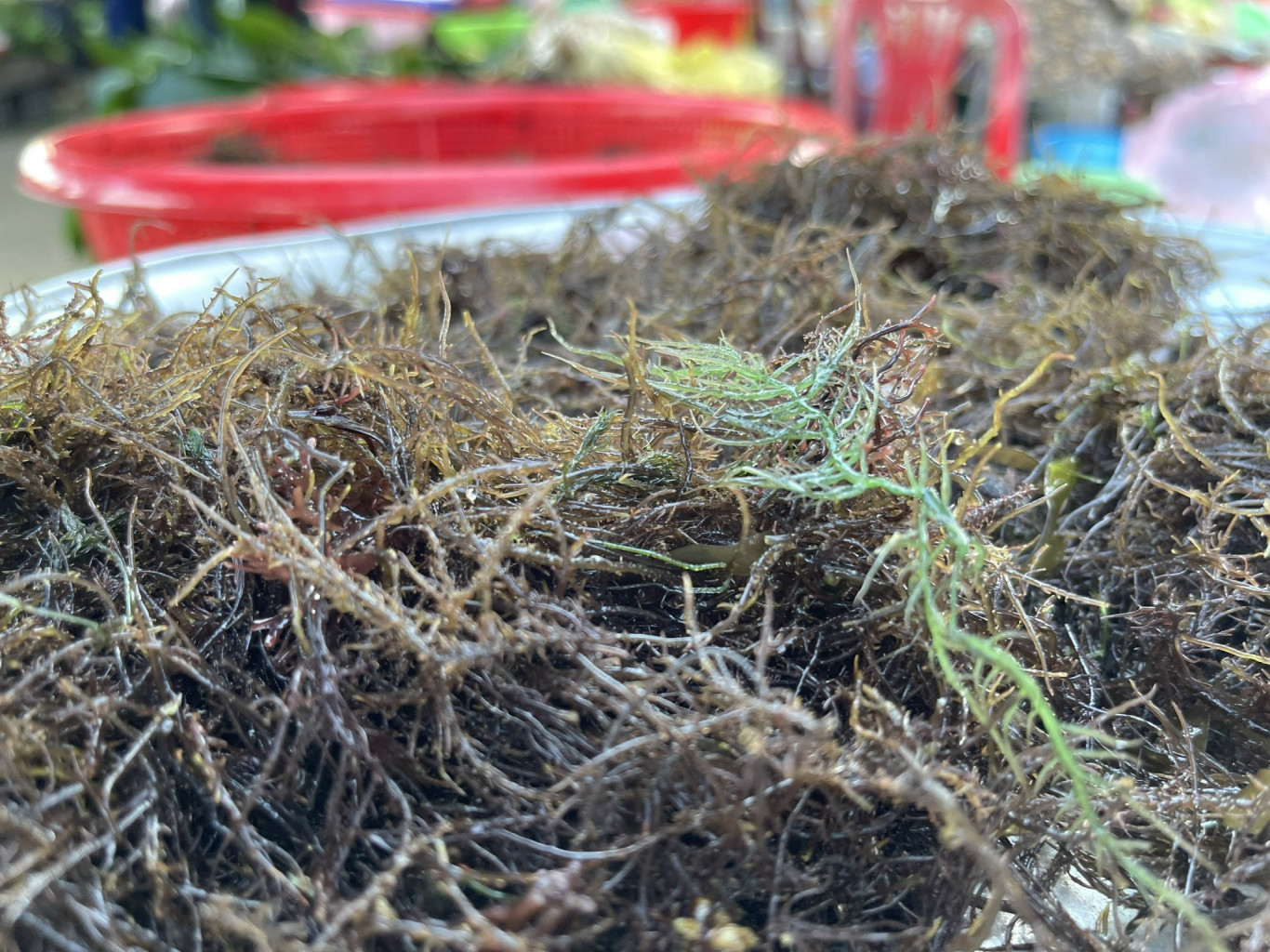 Rau c&acirc;u l&agrave; loại c&acirc;y c&oacute; th&acirc;n m&agrave;u xanh, c&agrave;nh nhỏ v&agrave; l&aacute; rất mỏng thường mọc tr&ecirc;n c&aacute;c lớp đ&aacute; v&ugrave;ng ven biển. Đợi thủy triều xuống, nước biển cạn dần mới thấy r&otilde; rau c&acirc;u để h&aacute;i. Nếu kh&ocirc;ng sẽ phải lặn xuống biển.