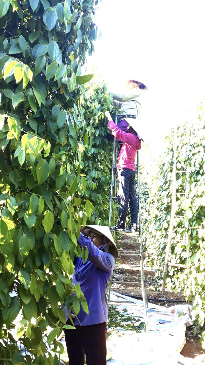 thu hoạch hồ ti&ecirc;u - Ảnh: H.N