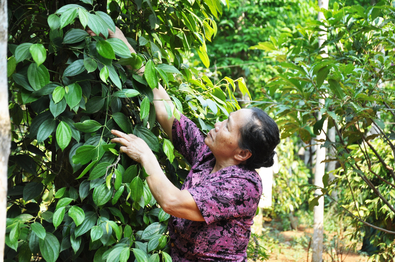 Nữ nghị sĩ miền giới tuyến năm n&agrave;o nay vui vầy với vườn tược - Ảnh: L.V.T