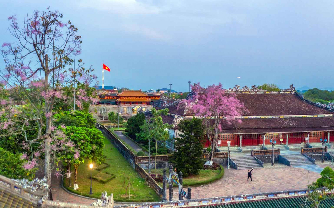 Ng&ocirc; đồng rộ nở trong ho&agrave;ng cung Huế - Ảnh: N&Ocirc;NG THANH TO&Agrave;N