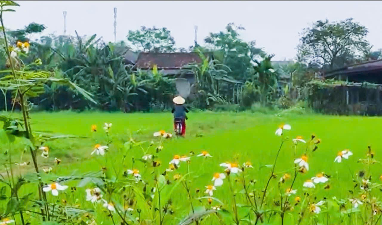 Hoa xuyến chi nở đầy dọc con đường làng - Ảnh: H.C.D