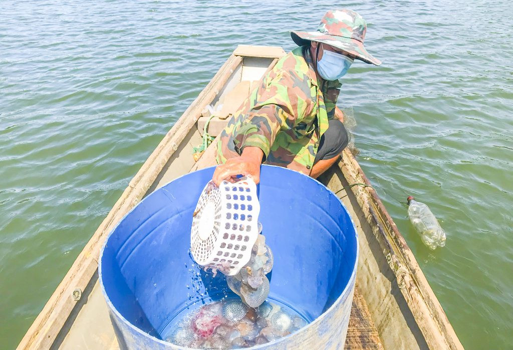 Thu hoạch con nuốt từ d&ograve;ng Bến Hải  - Ảnh: Đại Nghĩa