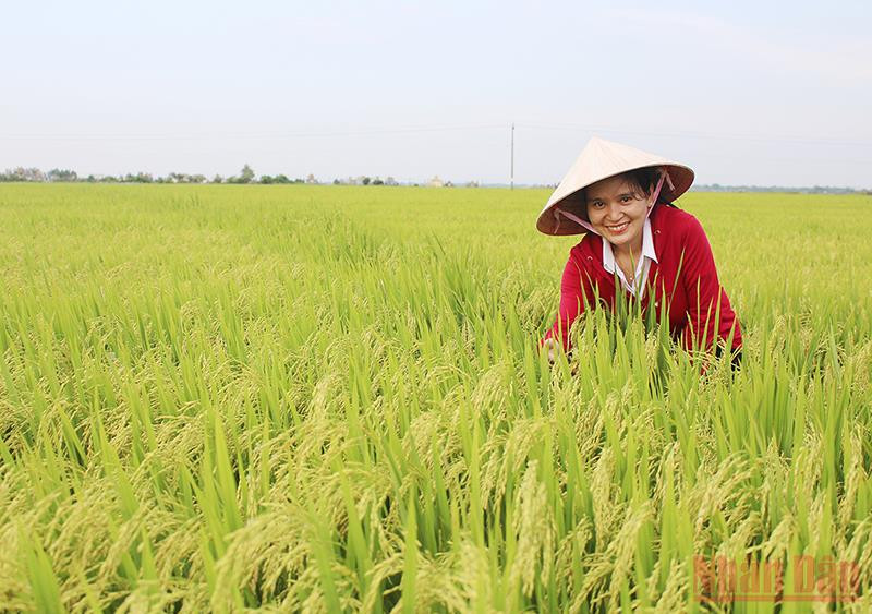 Nhiều diện tích lúa hữu cơ được Quảng Trị chú trọng phát triển để xuất khẩu