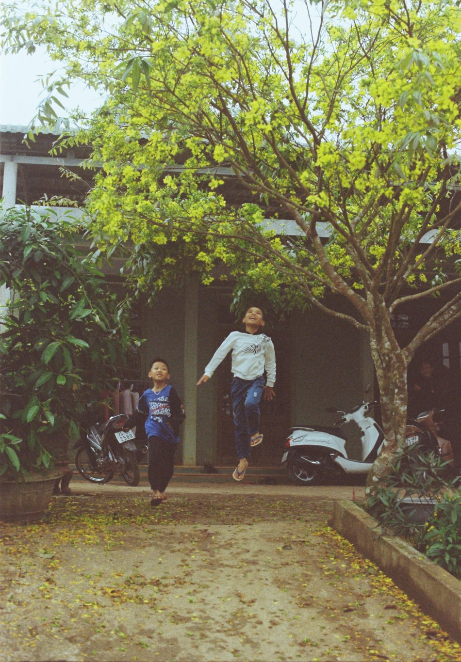 Dưới cội mai v&agrave;ng - Ảnh: Nguyễn B&ocirc;n