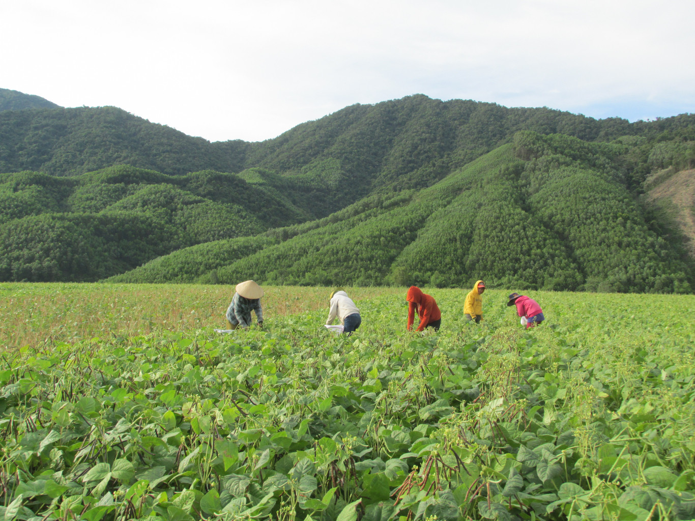 Thu hoạch đậu xanh trên cánh đồng ven sông Ba Lòng- Ảnh C.N