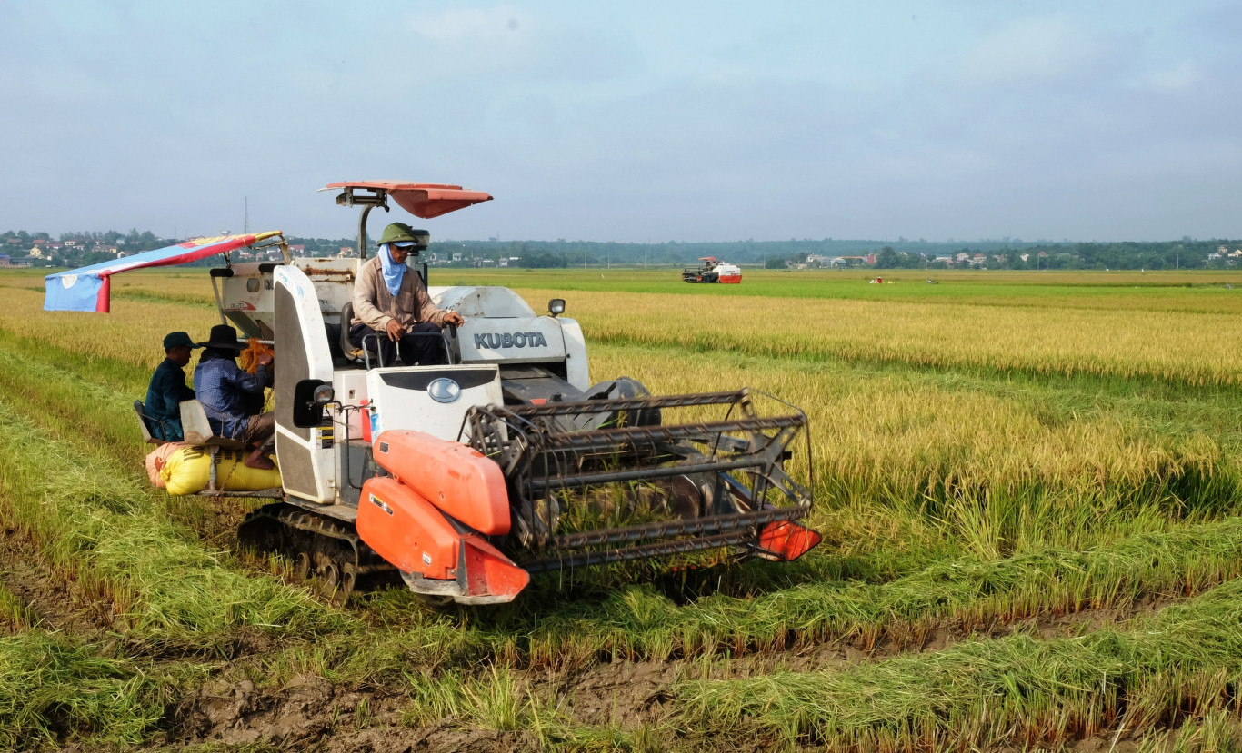 Thu hoạch lúa hữu cơ trên cánh đồng Vĩnh Lâm  - Ảnh: Nguyễn Hằng