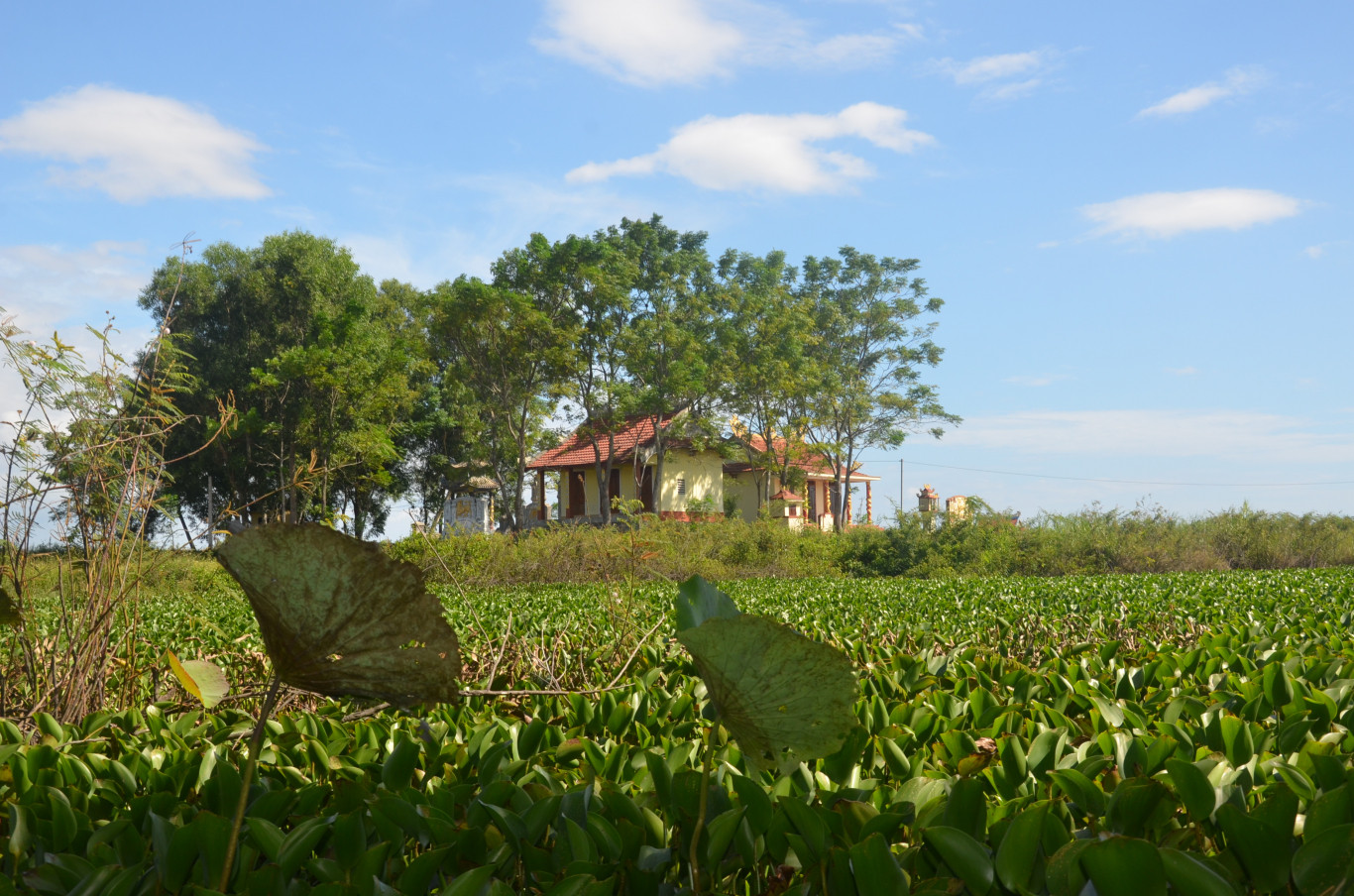 Một g&oacute;c h&oacute;i Thuận - Ảnh: T.A